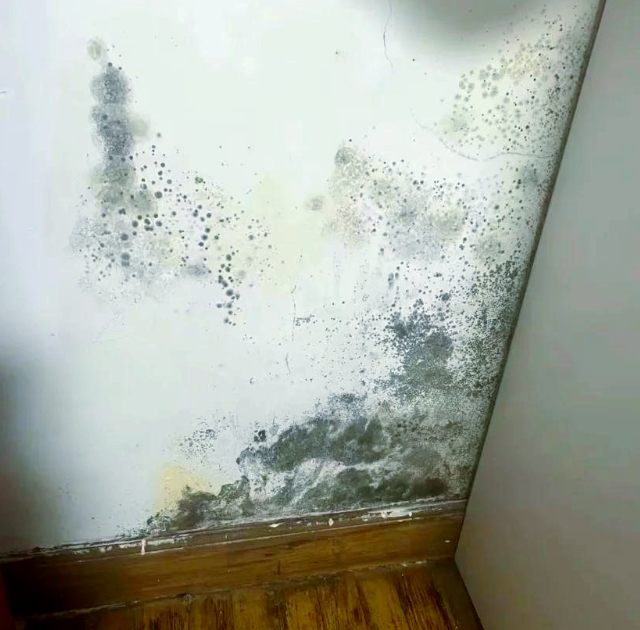 墻體發霉是漏水還是濕度問題？如何判斷